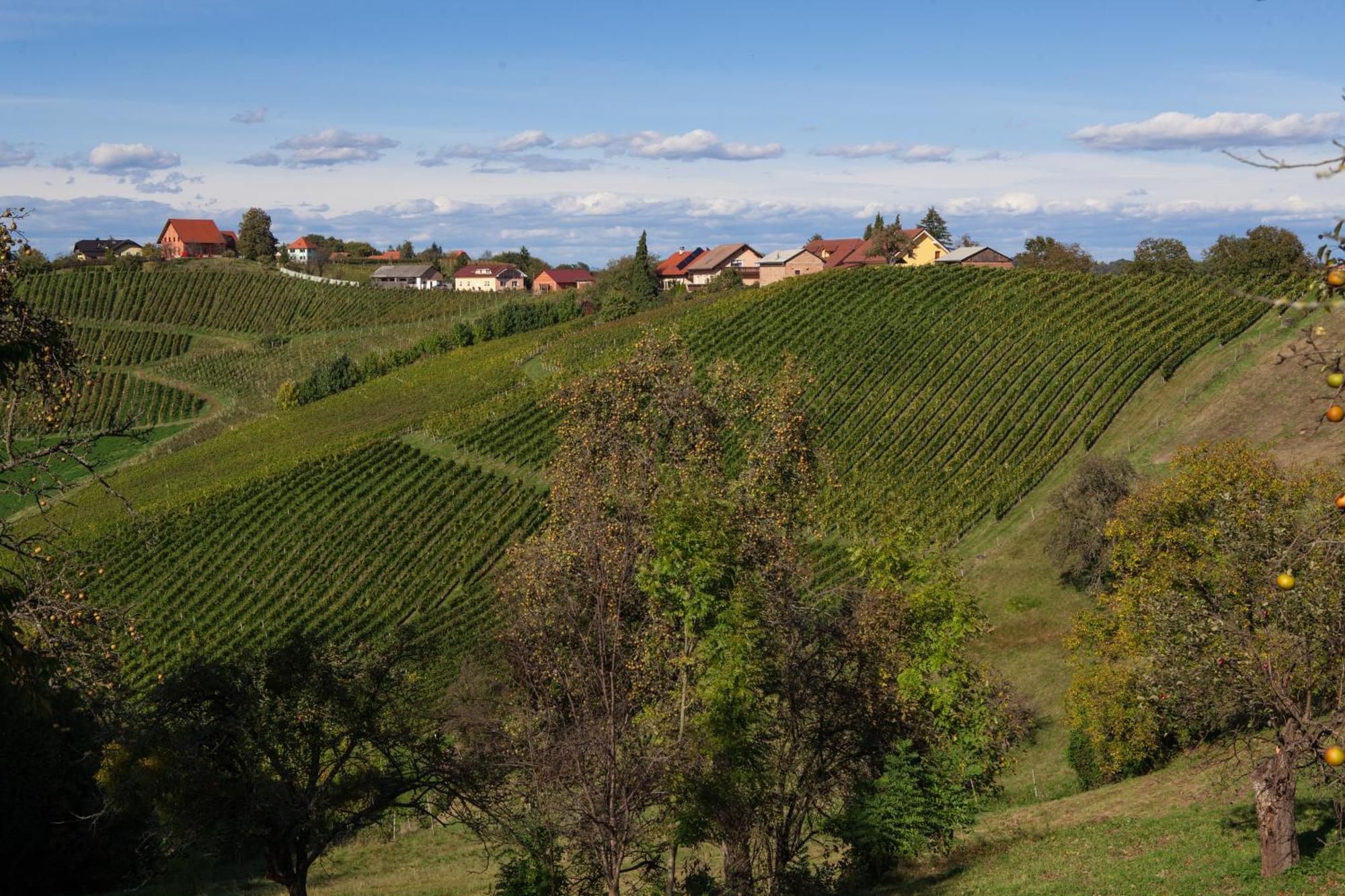 Wine & Tourism Bracko Spodnji Jakobski Dol Exterior foto